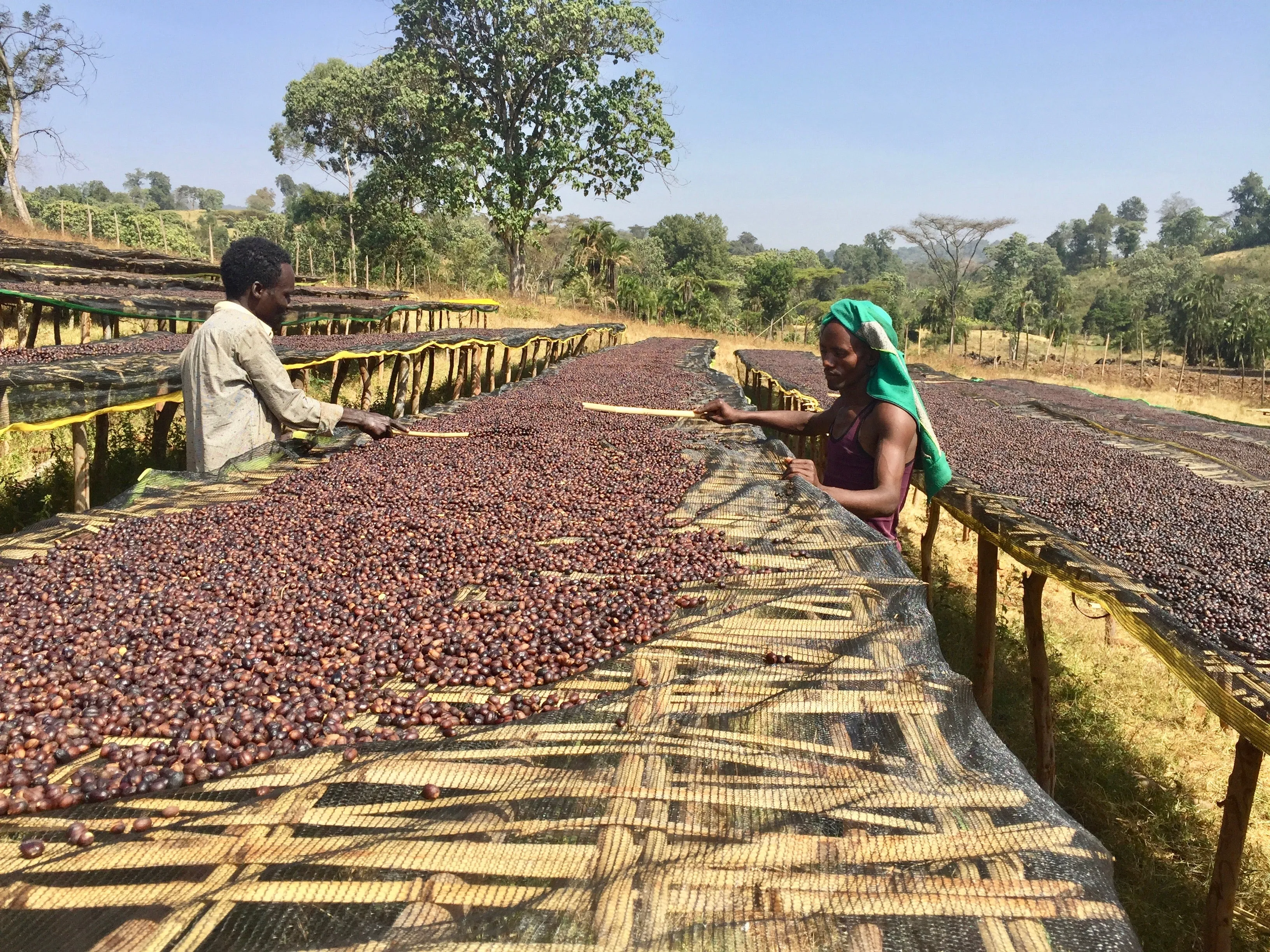 Boji Kochere *Natural* Grade 1, Kore - Yirgacheffe