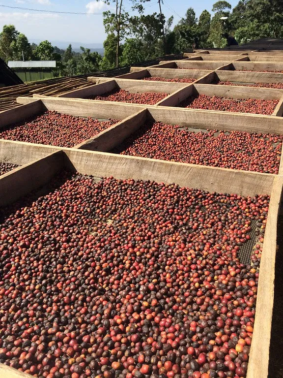 Boji Kochere *Natural* Grade 1, Kore - Yirgacheffe