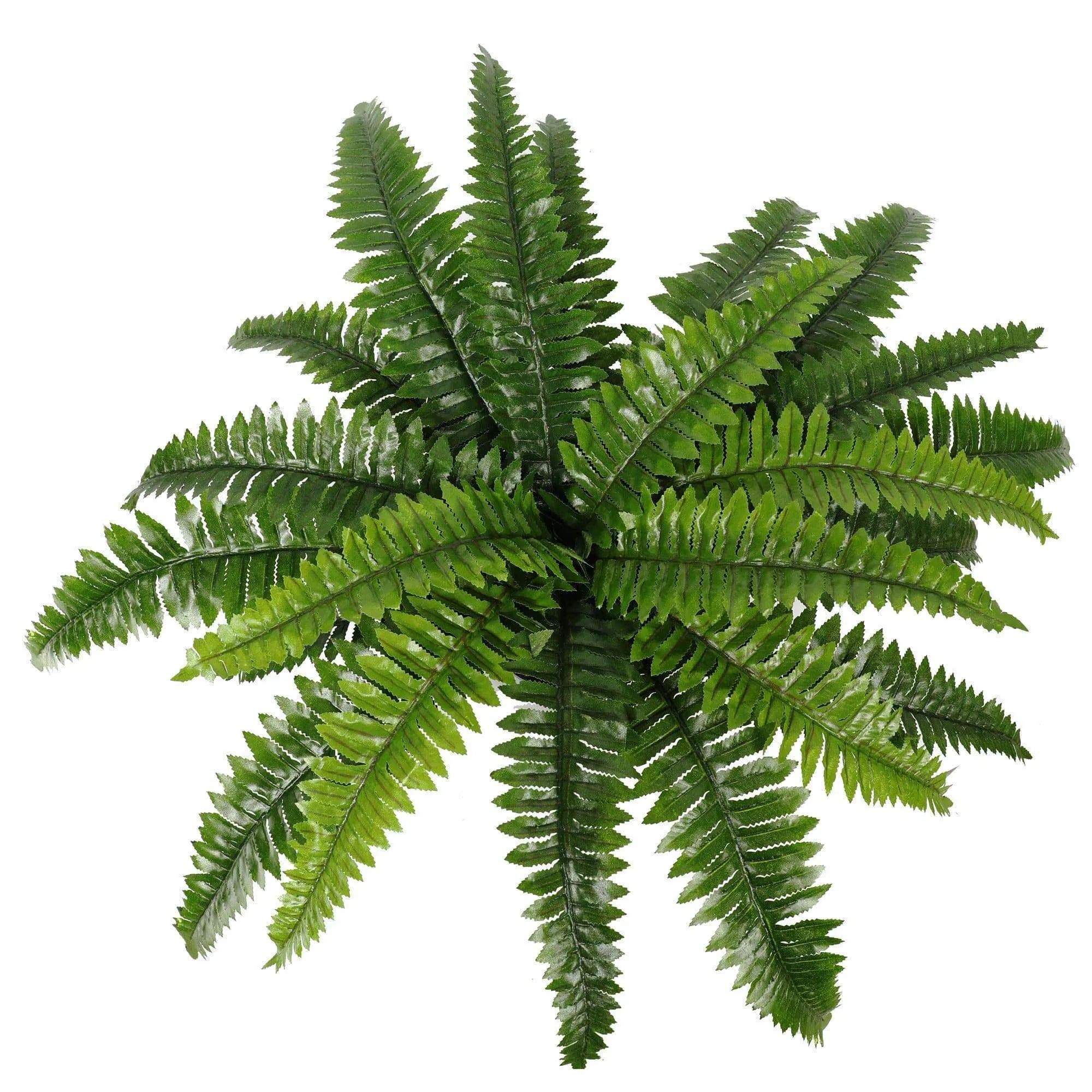 Potted Natural Green Artificial Boston Fern (50cm high 70cm wide)